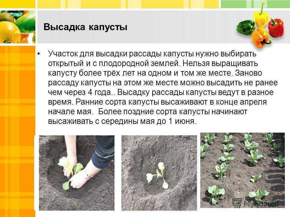 Капуста посадка и уход в открытом грунте, защита от вредителей