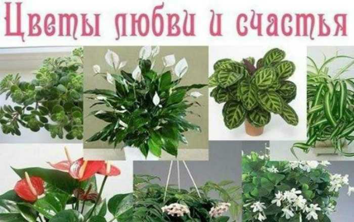 Выбираем комнатные растения по своему зодиакальному созвездию