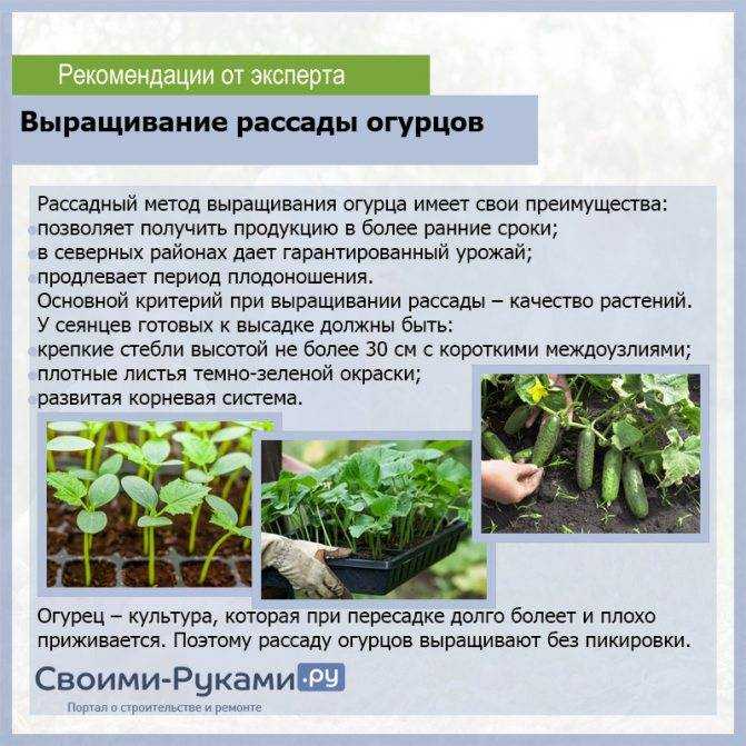 Выращивание огурцов: полная инструкция