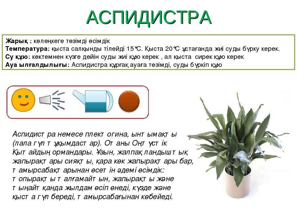 [растения в доме] аспидистра: особенности ухода