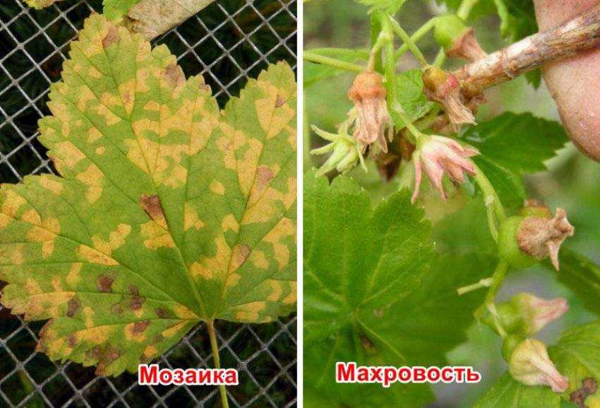 Почему краснеют листья на смородине