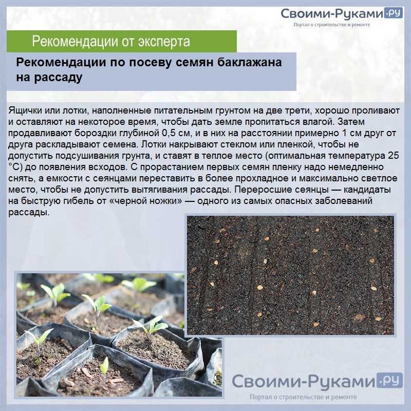 Подготовка семян к посеву: лучшие способы обеззараживания и стимуляции роста