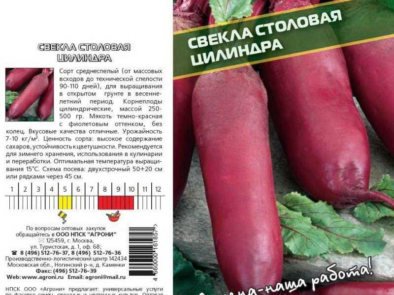 Лучшие сорта свеклы для россии
