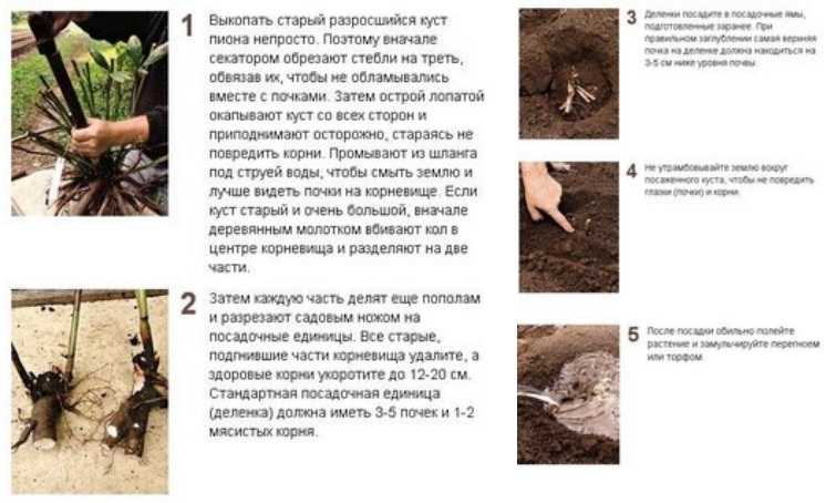 Когда пересаживать пионы: осенью или весной, правила пересадки цветка на новое место