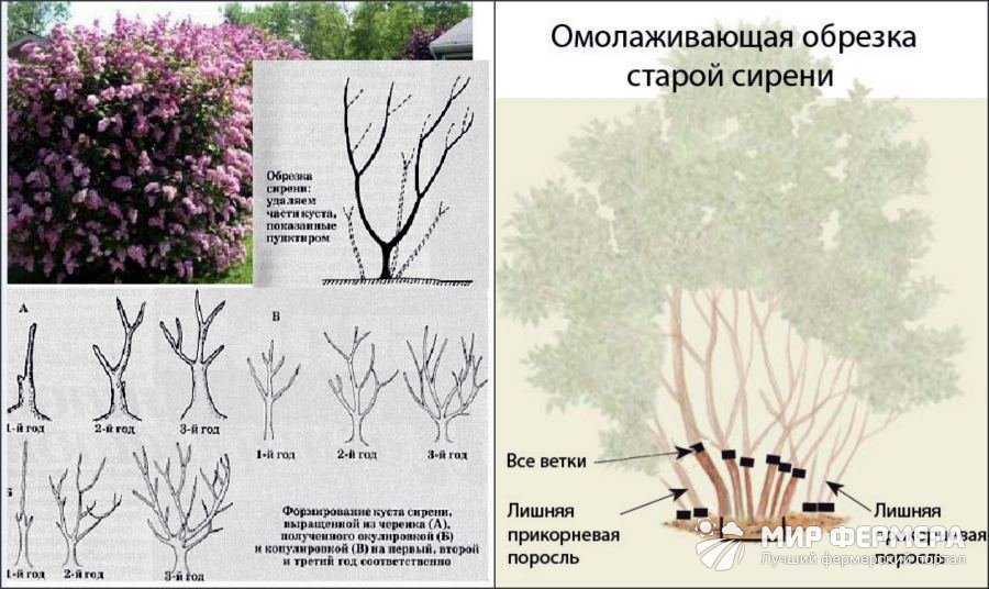 Обрезка чубушника (жасмина садового)