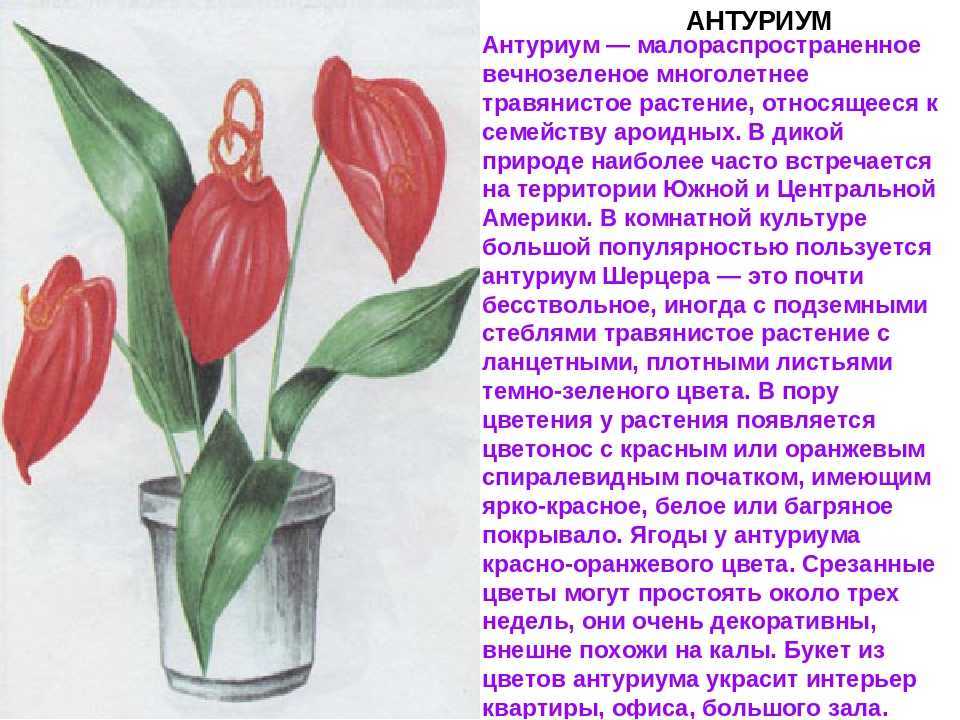 Почему не цветет антуриум. что делать?