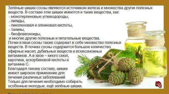 Варенье из сосновых побегов — 8 рецептов как приготовить целебный мед из хвойных почек