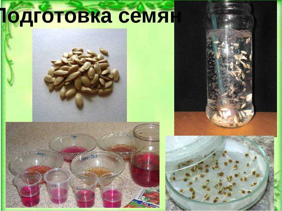 Обработка семян огурцов перед посадкой