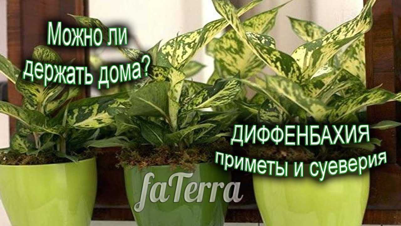 Диффенбахия. можно ли держать дома мистическое растение и полезный очиститель воздуха? - комнатные и садовые растения, уход за ними sad-doma.net