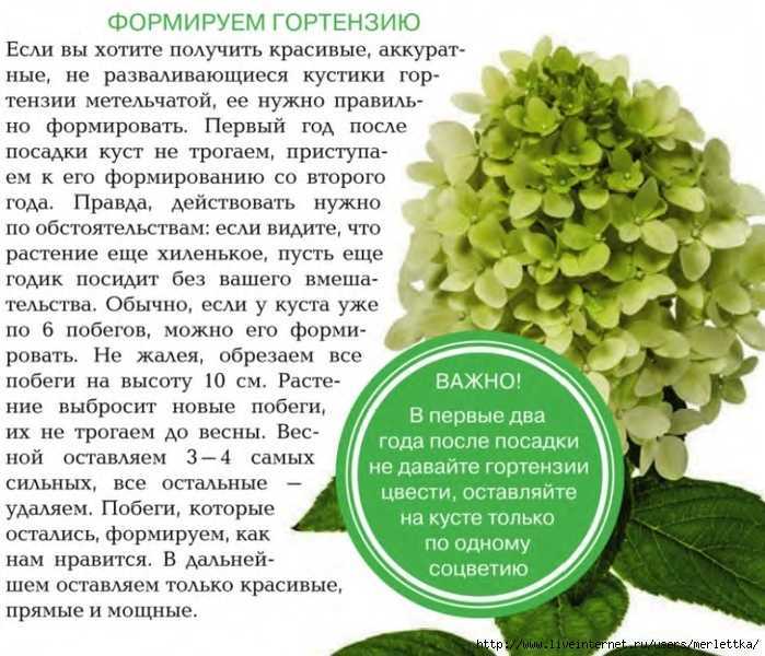 Гортензия не цветет: в чем причина, что делать, видео