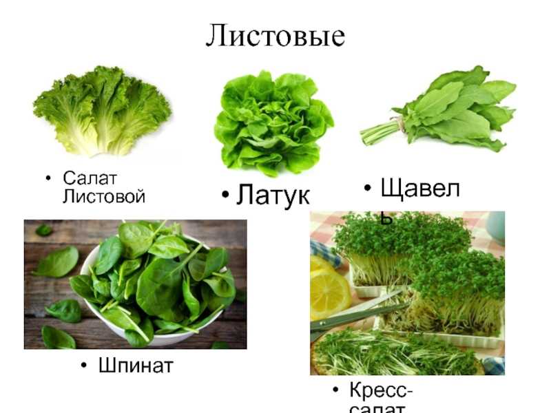 Шпинат полезные свойства, изучение пользы и вреда для здоровья