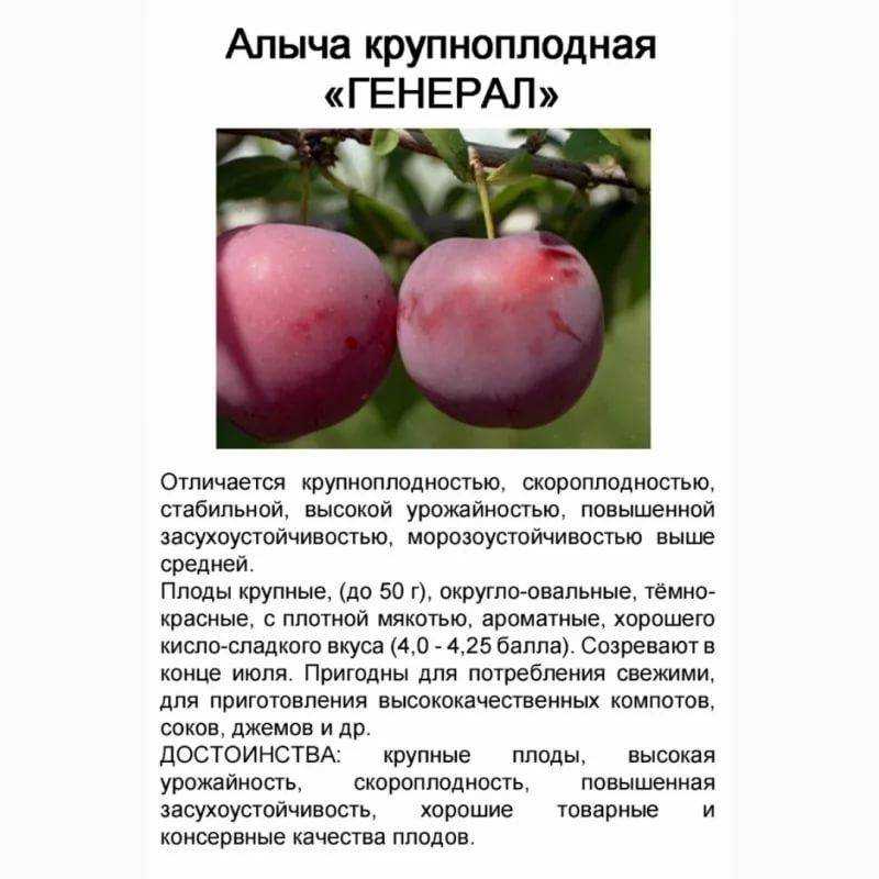 Слива яхонтовая описание и характеристика сорта, достоинства и недостатки, особенности посадки и - lineyka