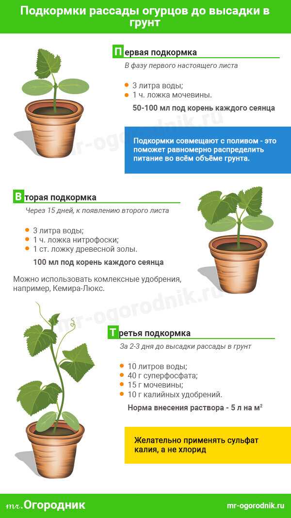 Таблица подкормок овощных культур: виды удобрений, дозировки, сроки