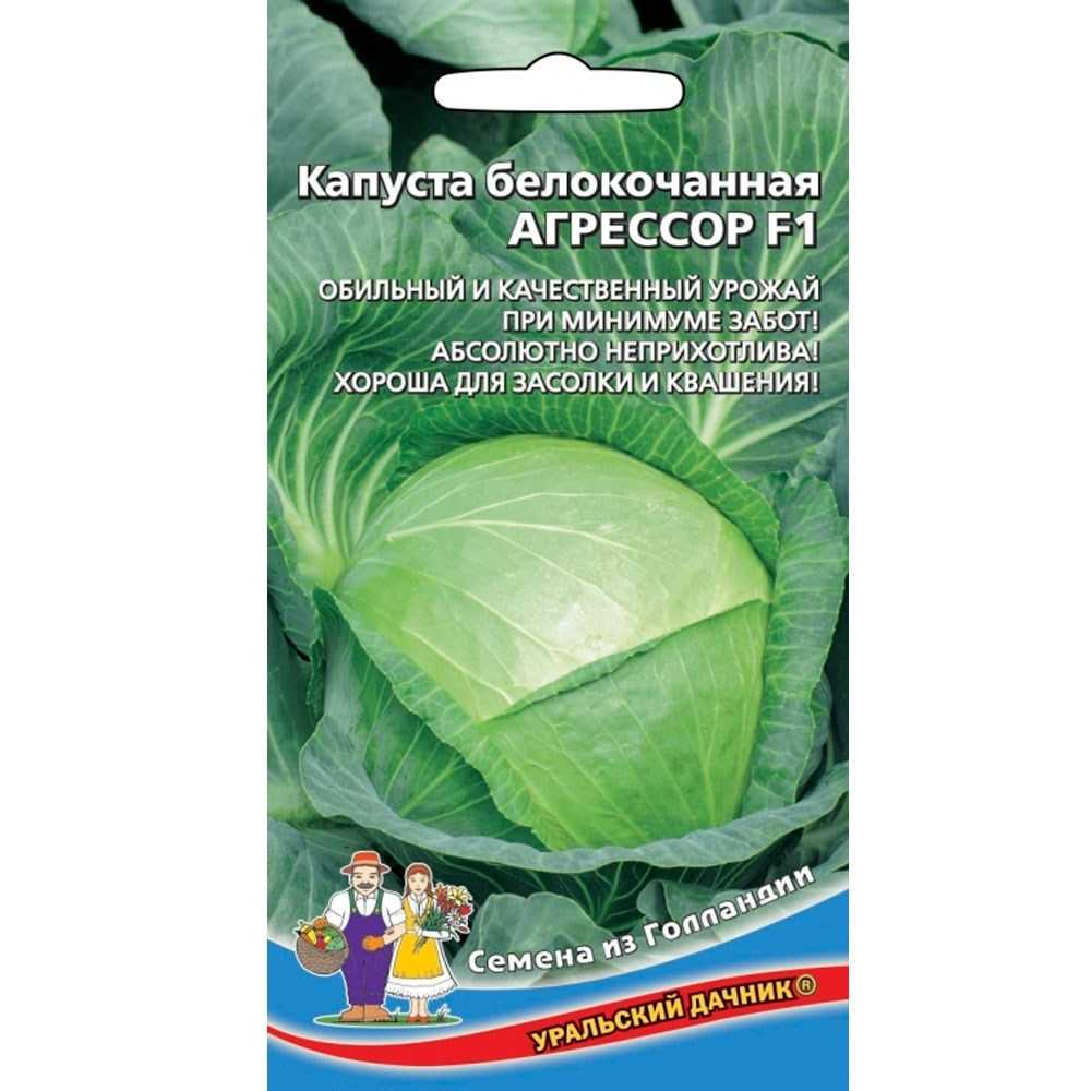 Капуста агрессор — проверенный временем сорт