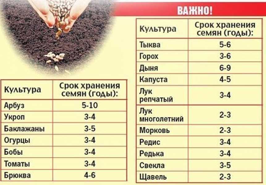 Проращивание семян томатов перед посадкой: зачем нужно и как правильно