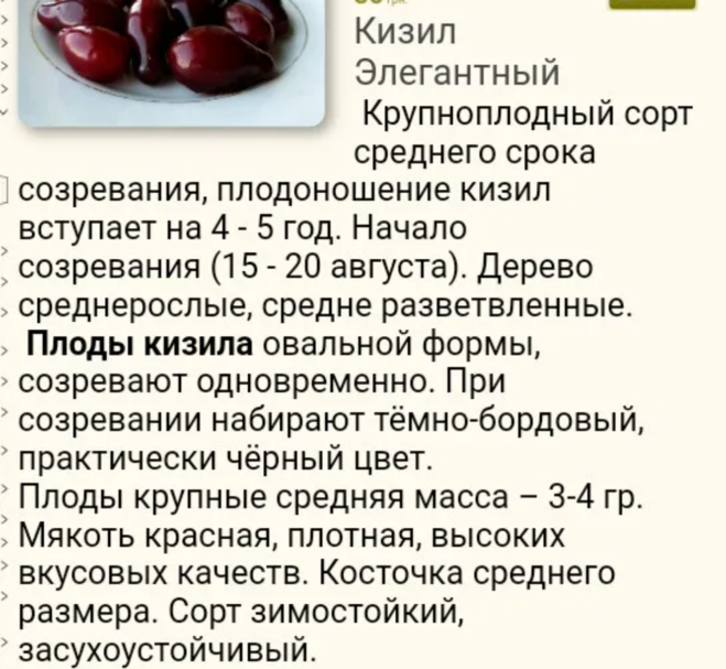 Кизил едят. Кизил описание сорта. Кизил Лукьяновский описание сорта. Кизил элегантный описание сорта. Чем полезен кизил.