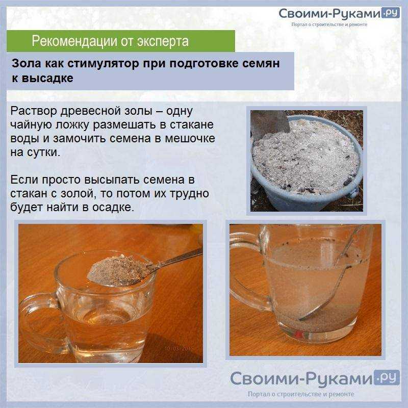 Расскажем, как прорастить семена огурцов быстро: обязательно ли нужно проращивание перед посадкой и сколько времени это займет, почему семечки могут не прорасти