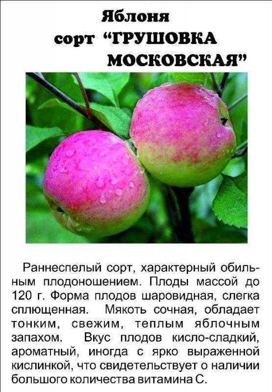 Яблоня чемпион. описание сорта, фото, отзывы, характеристика
