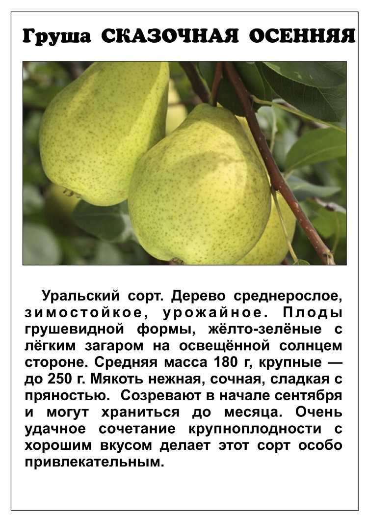 Груша велеса: описание сорта, опылители, посадка и уход, высота дерева, отзывы