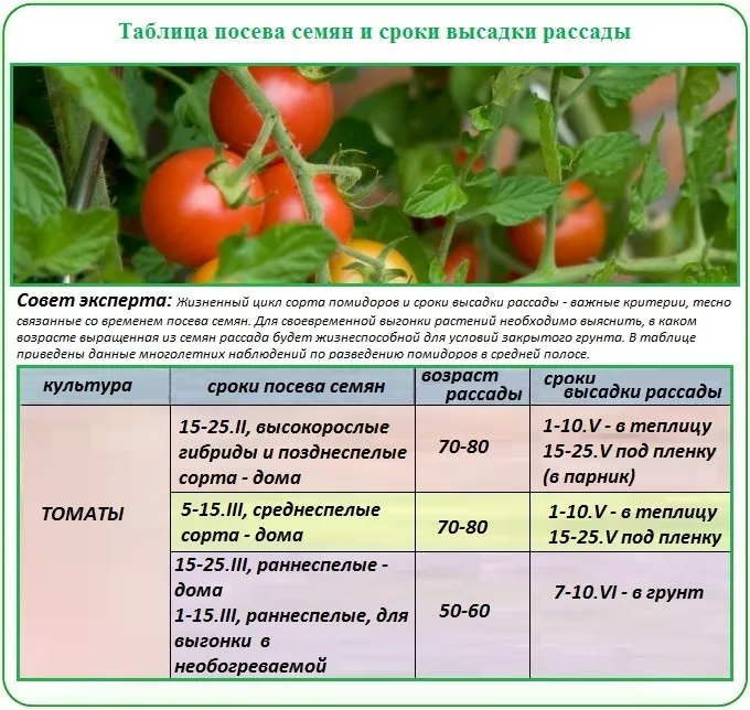 Томат персик - описание, характеристика и отличительные особенности сорта