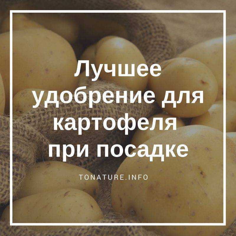 Правильные удобрения для картофеля: чем и как подкормить при посадке в лунку и после всходов