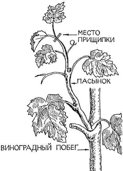 Летняя обрезка винограда: как провести зелёные операции