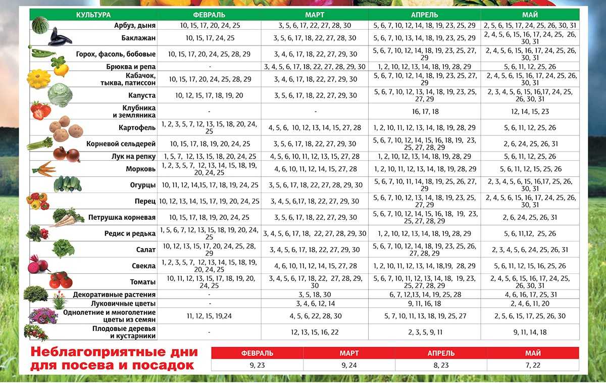 Когда сажать озимый лук: сроки, схема, нормы – советы агронома | ягодный сад, или прикладное садоводство в советах, вопросах и ответах