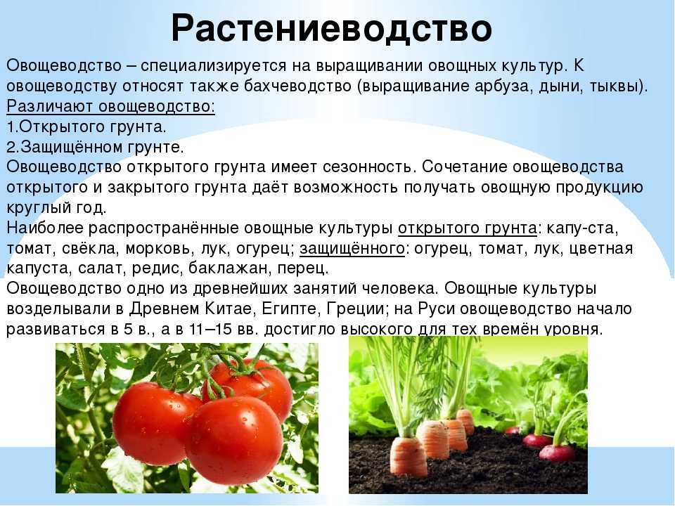 Подробная характеристика сорта картофеля журавинка. рекомендации по выращиванию и другие полезные советы