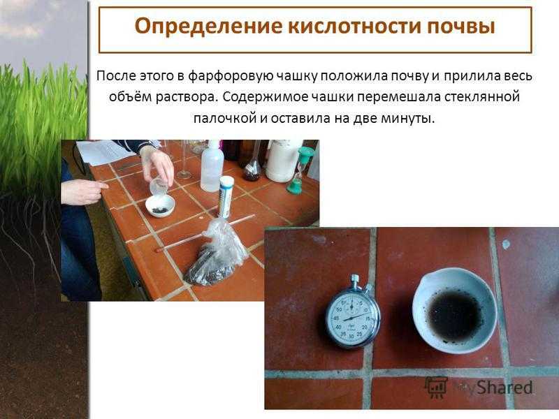 Способы определения кислотности почвы без специальных приборов