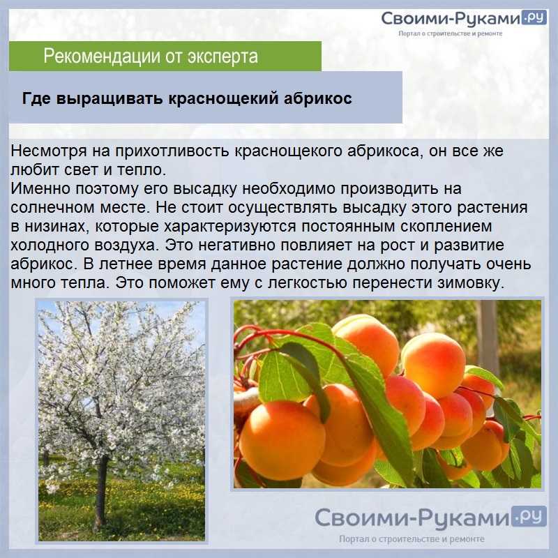 Самые вкусные сорта абрикосов описание сортов