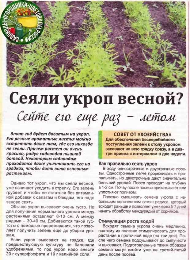 Сроки посадки укропа весной и осенью. выбираем «правильные» сорта для открытого грунта