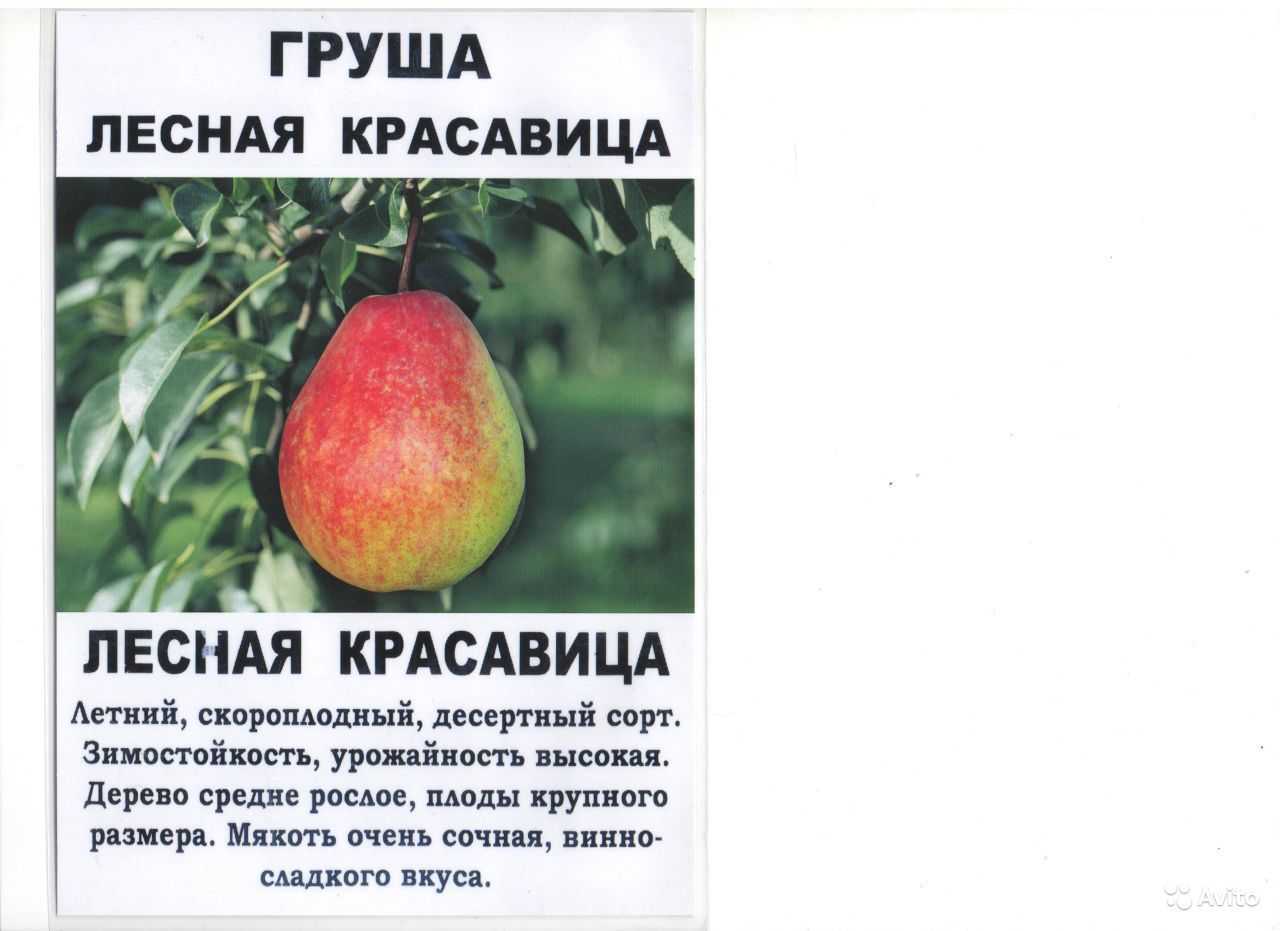 Как посадить грушу весной саженцами пошаговое руководство