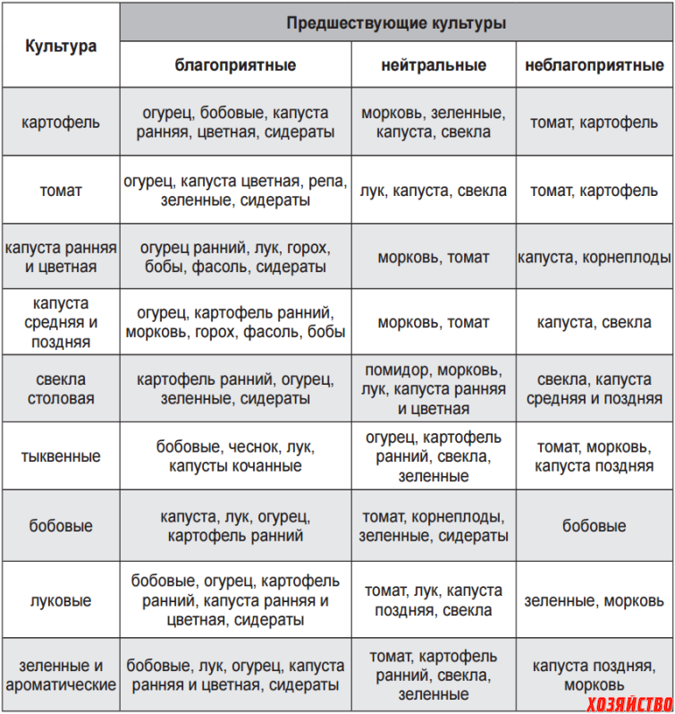 Можно ли сажать лук после лука на следующий год