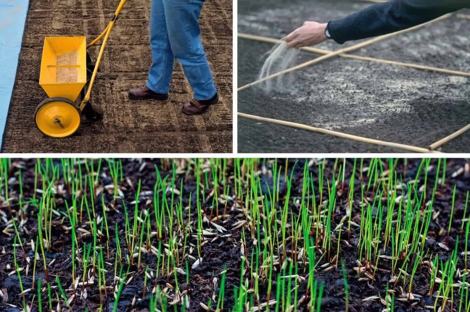 Посадка газона весной своими руками: пошаговая инструкция посева семян