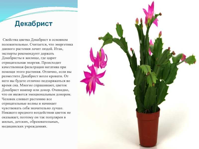 Декабрист в домашних условиях: уход и размножение