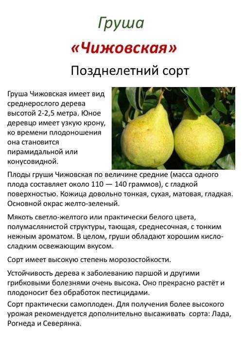 Груша белорусская поздняя: правила выращивания и секреты ухода