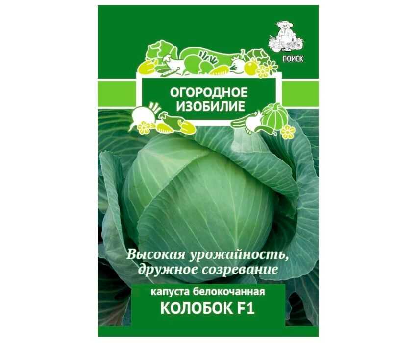 Капуста колобок f1: описание и характеристика гибрида, фото белокочанной, отзывы об урожайности сорта, когда лучше убирать