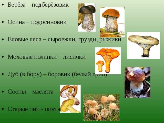 Как чистить грибы правильно: белые, вешенки, рыжики, зеленушки, подосиновики, маслята и другие виды