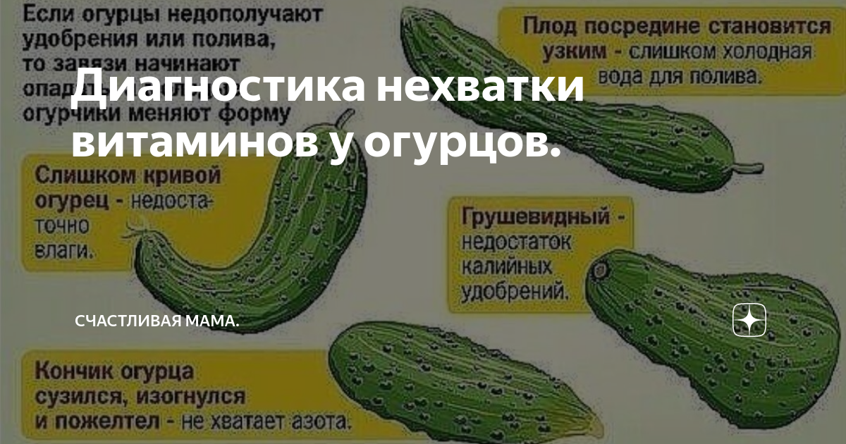 Почему огурцы остановились в росте в теплице. Недостаток питания у огурцов. Огурец недостаток элементов питания. Недостаток элементов у огурца. Дефицит микроэлементов у огурцов.