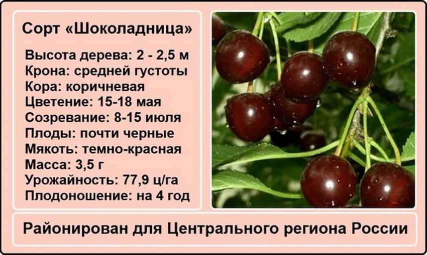 Вишня «молодежная»: описание сорта, посадка, уход, фото, отзывы