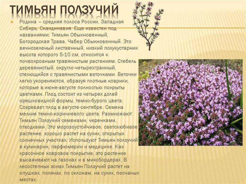 Устойчивые к вытаптыванию мхи и травянистые многолетники. использование почвопокровников вместо газона. список растений. фото — ботаничка