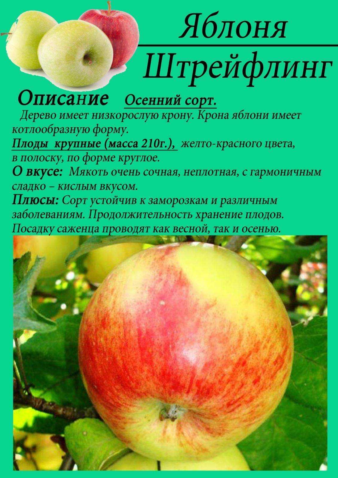 Сорт яблок коричное полосатое: описание, отзыв, фото