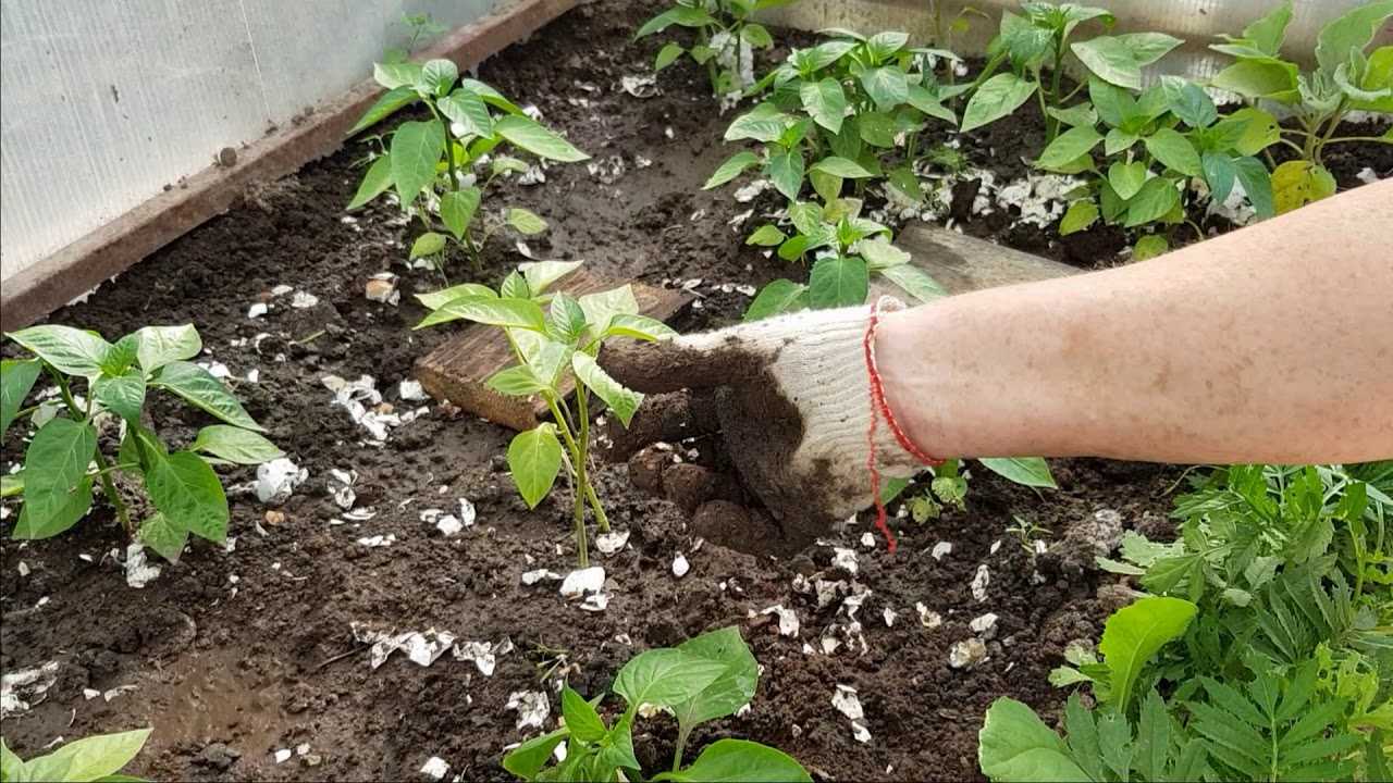 Удобрения для цветов из скорлупы яиц