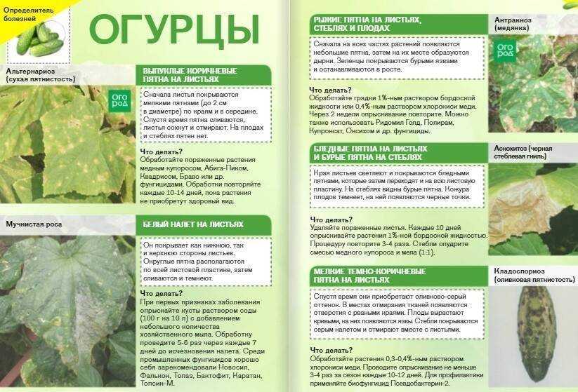 8 способов борьбы с ложной мучнистой росой на огурцах
