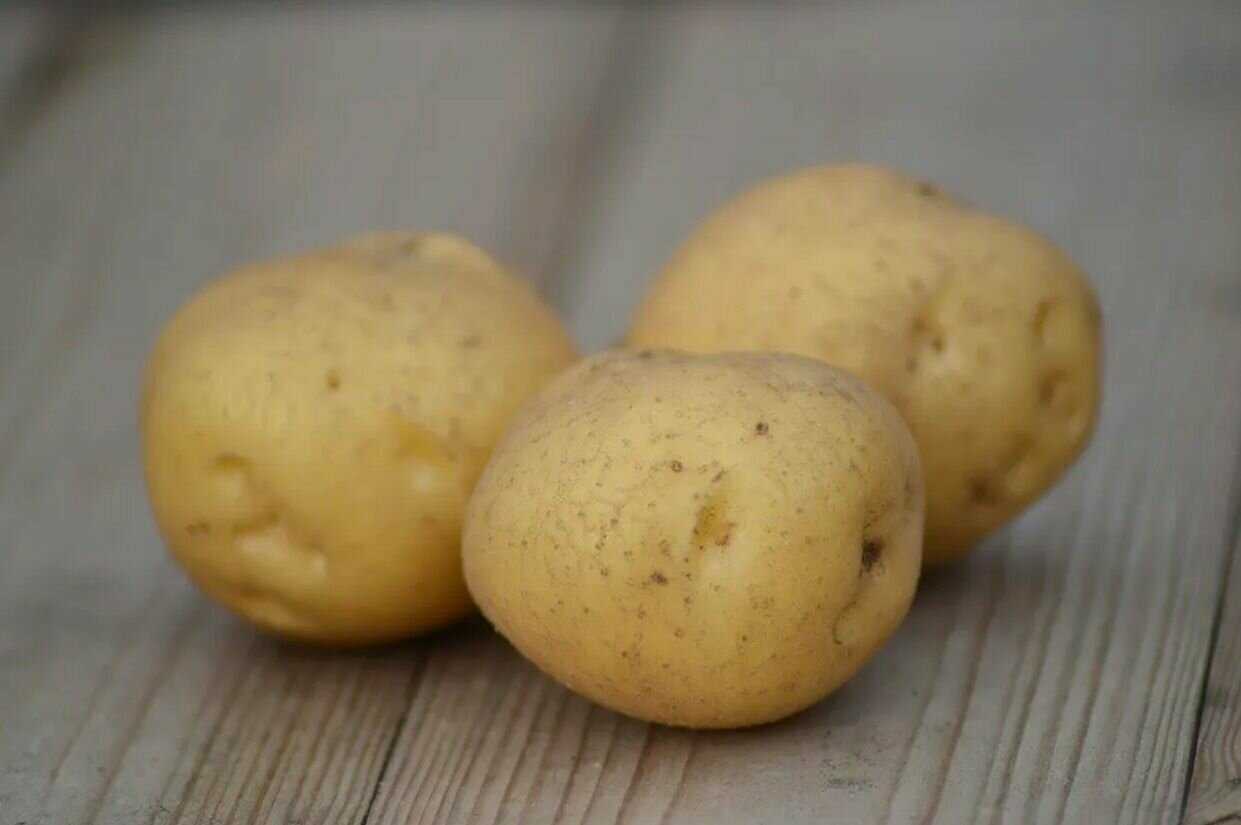Картофель округлой формы