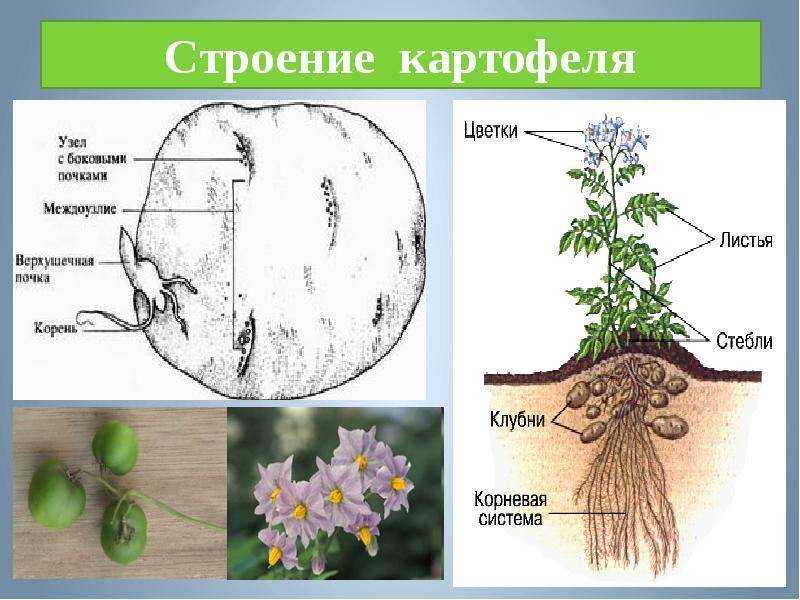 Оптимальная температура хранения картофеля