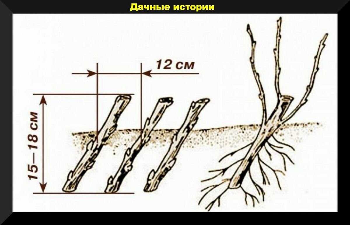 Арония черноплодная (рябина): посадка и уход