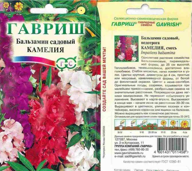 Выращивание бальзамина из семян является главным способом его возделывания Важно уметь проводить его в домашних условиях, чтобы пораньше насладиться цветением