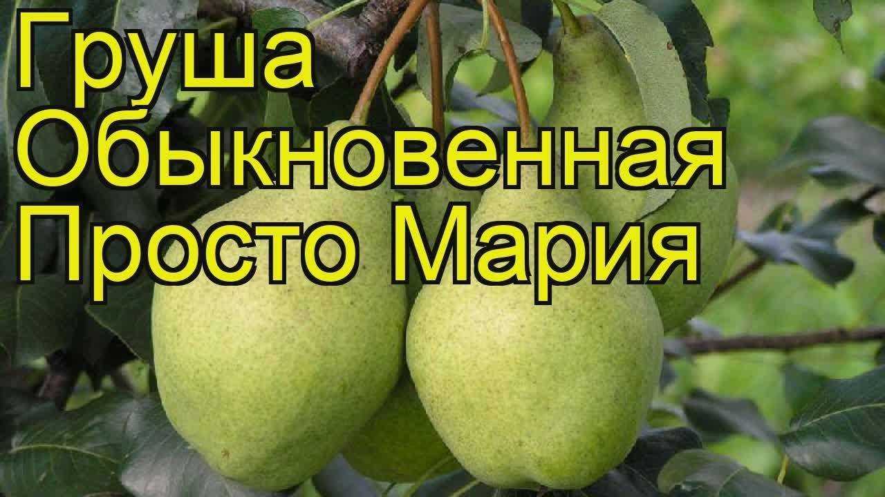Сорта груш по регионам, летние, осенние, поздние (40 сортов с фото)