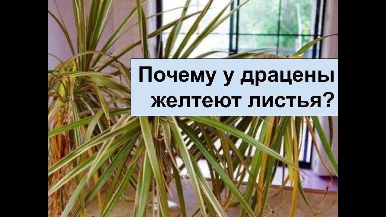 Драцена: почему желтеют и сохнут листья, что с этим делать